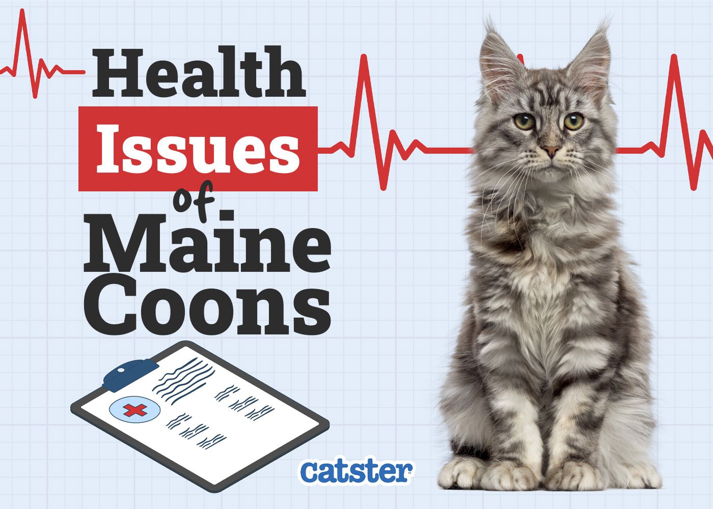 Catster_Health Problems of Maine Coon Cats
