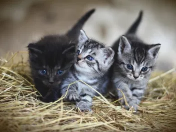 Do Cats Miss Their Kittens? Feline Maternity Behavior Explained