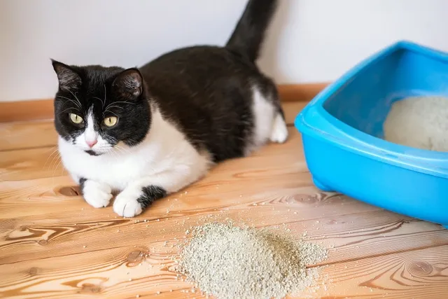 How to Stop Cat Litter Tracking at Home: 9 Proven Methods