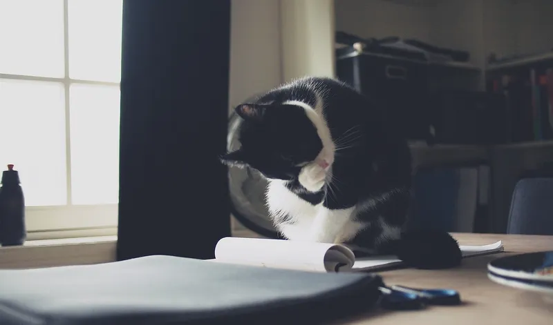 cat on desk with paper