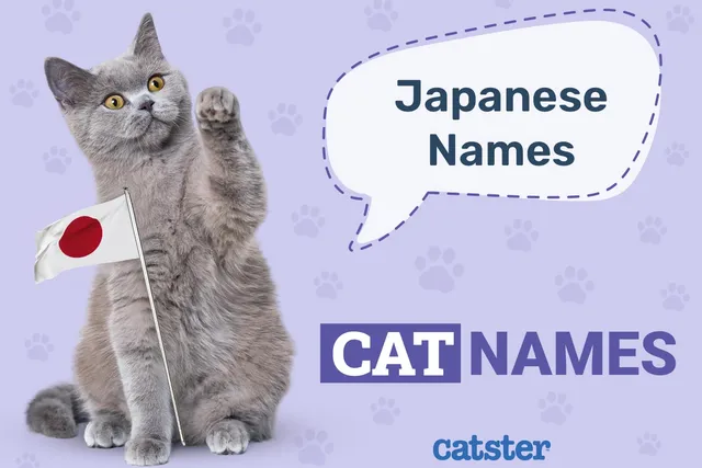 300+ Japanese Cat Names: Great Ideas for Your Exotic Cat