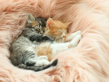 Do Kittens Sleep a Lot? Vet-Reviewed Facts & FAQ