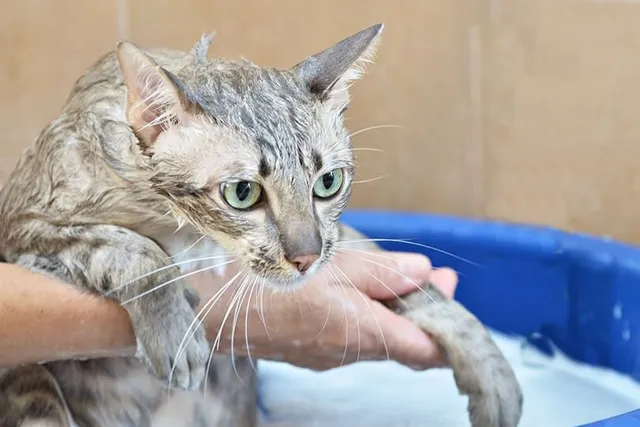 Can You Use Dog Shampoo on Cats? Grooming Advice & Vet-Approved Safety Tips