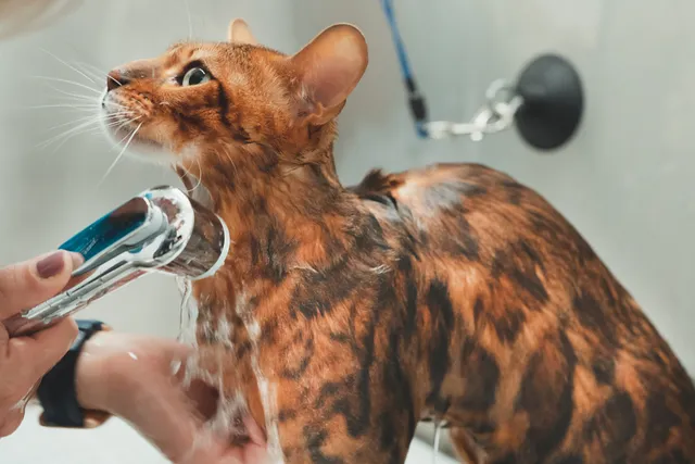 Does Hot Water Kill Fleas on Cats? Vet-Approved Facts & FAQ