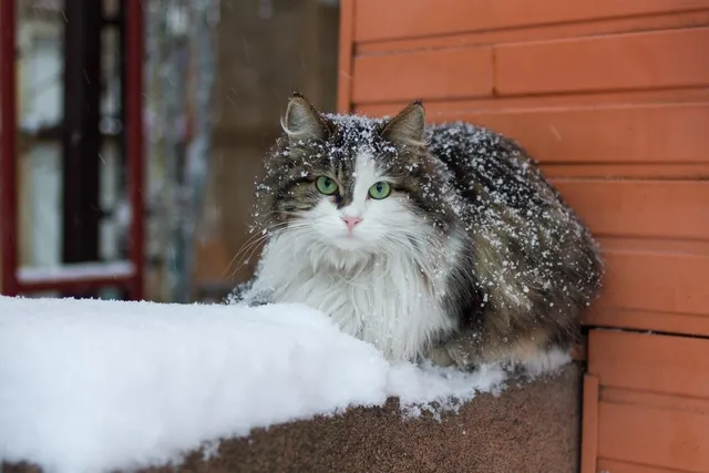 Do Cats Like The Cold? Our Vet Answers & Explains