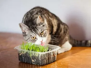 Can Cats Overdose on Catnip? Our Vet Answers
