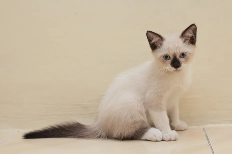 beautiful portrait of mix breed kitten