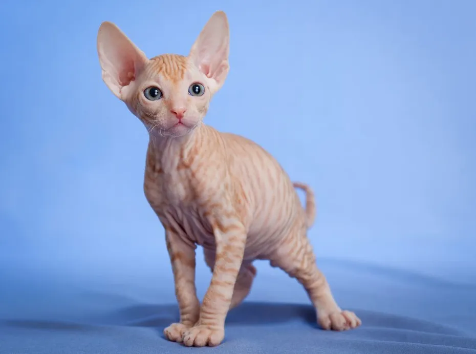 Hairless Sphynx tabby cat