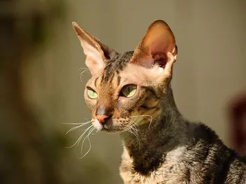 14 Rarest Cat Breeds in the World (With Info & Pictures)