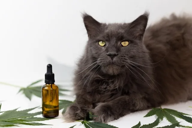 How Long Does CBD Stay in a Cat's System & Is It Safe? Our Vet Explains