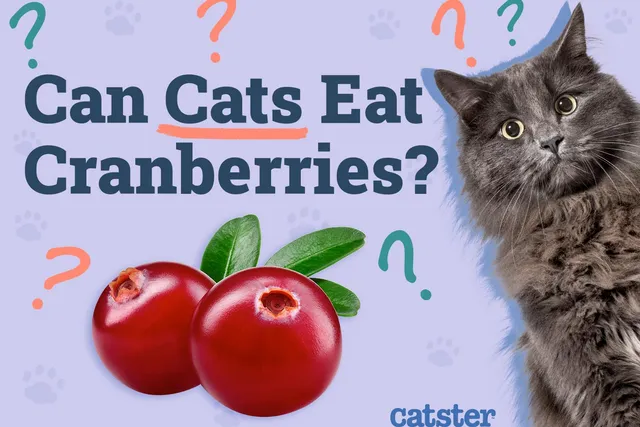 Can Cats Eat Cranberries? Vet-Reviewed Facts & FAQ