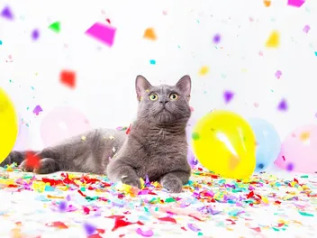 How to Celebrate Your Cat: 5 Great Party Ideas