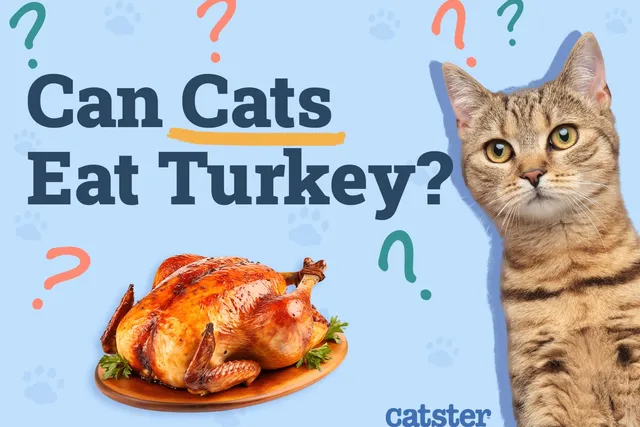 Can Cats Eat Turkey? Vet-Reviewed Nutrition Facts & FAQ