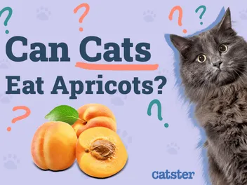 Can Cats Eat Apricots? Vet-Approved Nutritional Facts & Safety Tips