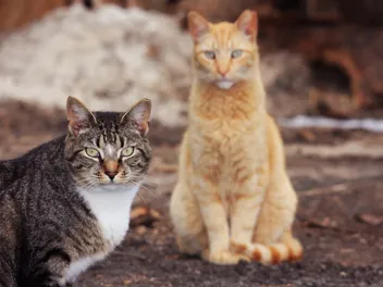 What Feral Cats Actually Need From the People Who Feed Them