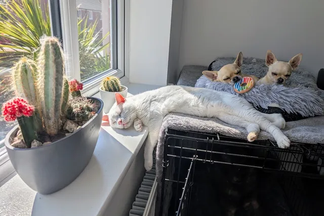 OMG! Is My Cat Dead?? Clutch's Mastery of 'Death Sleep'