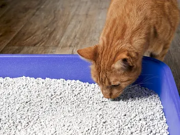 How to Switch to Eco-friendly Cat Litter: 6 Steps to Make the Change