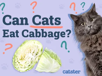 Can Cats Eat Cabbage? Vet-Reviewed Health and Nutrition Advice
