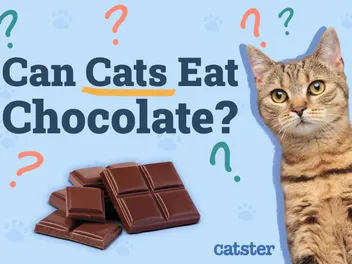 Can Cats Eat Chocolate? Vet-Verified Facts & Safety Guide