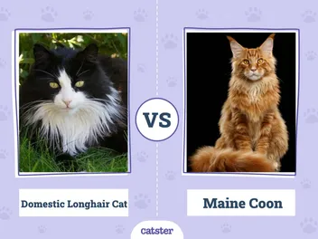 Domestic Longhair Cat vs Maine Coon Cat: Vet-Reviewed Differences (With Pictures)