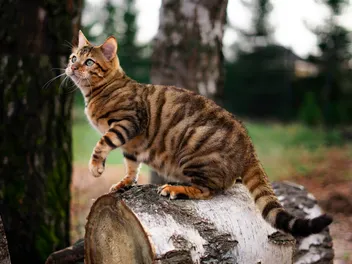 Toyger Cat Breed Info: Pictures, Traits & Facts