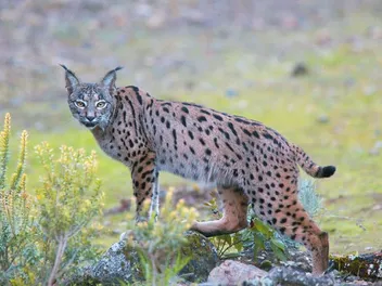 7 Most Endangered Feline Species in 2026: Vet Reviewed Facts & Pictures