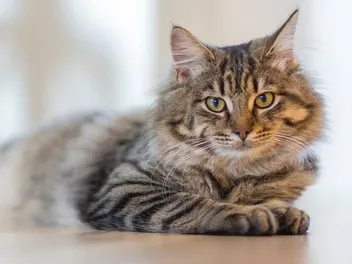 What Temperature Do Cats Like? Vet-Verified Climate Tips & FAQ