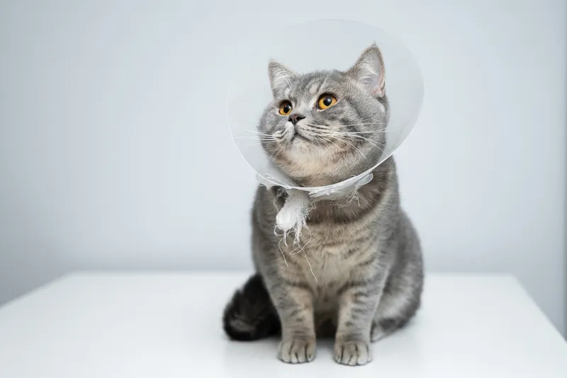 cat wearing an ecollar