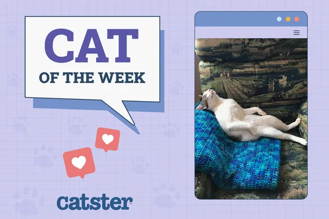 Catster Photo Contest: Cats of the Week Winners (July 10, 2025)