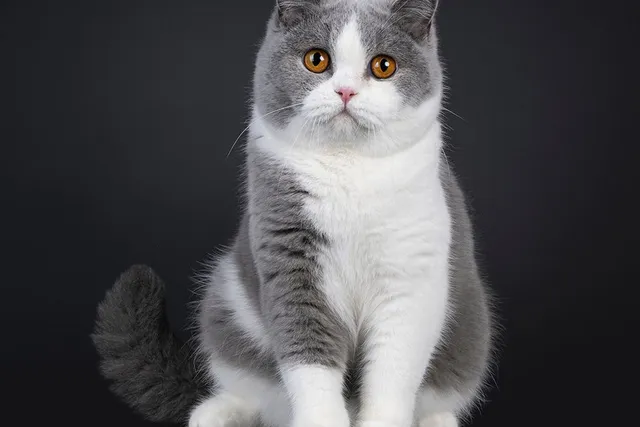 How Big Do British Shorthairs Get? Vet-Reviewed Growth & Weight Chart