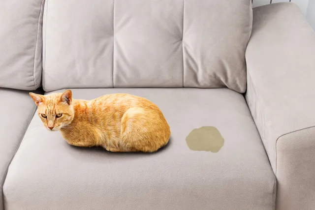 How to Tell If a Cat Has UTI (Urinary Tract Infection)? Vet-Reviewed Signs