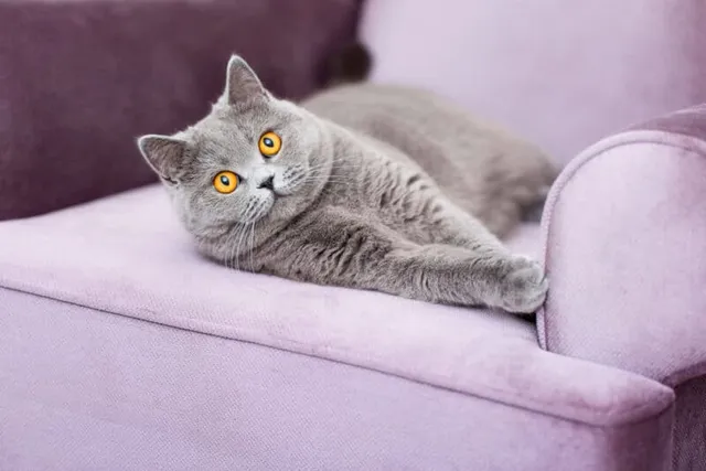 Why Does My Cat Take My Spot? 5 Vet-Verified Reasons