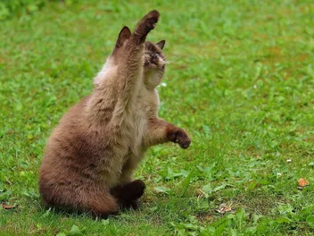 Why Do Cats Slap and Swat? 9 Vet-Reviewed Reasons & Tips