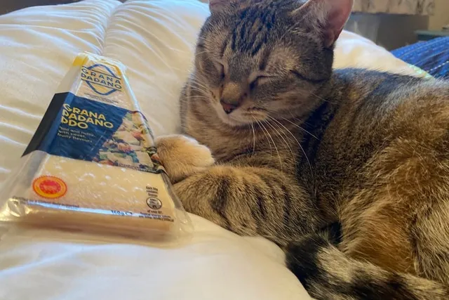 Who Moved My Cheese? Ways to Help a Cat Through Change