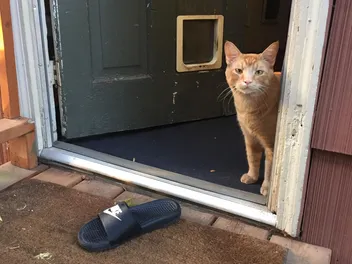 Snorri the Flip-Flop Stealing Cat: We Chat With His Owner