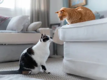 Why Don't Cats Make Eye Contact With Other Cats? 4 Vet-Reviewed Reasons