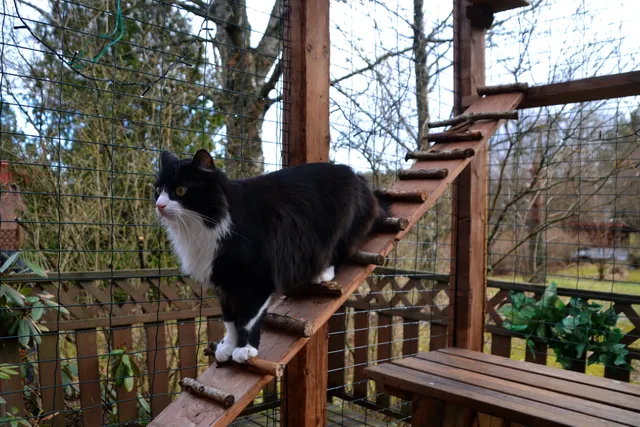 15 Free DIY Catio Plans That Are Perfect For the Outdoors (With Instructions)
