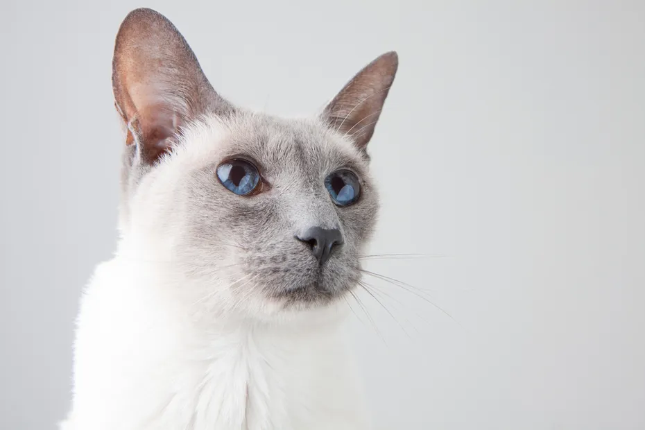 blue-point-siamese-cat-in-white-background