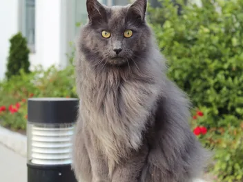 20 Long Haired Cat Breeds: Info, Pictures & Facts