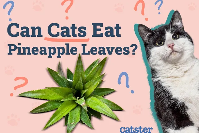 Can Cats Eat Pineapple Leaves? Vet Reviewed Dangers & Advice