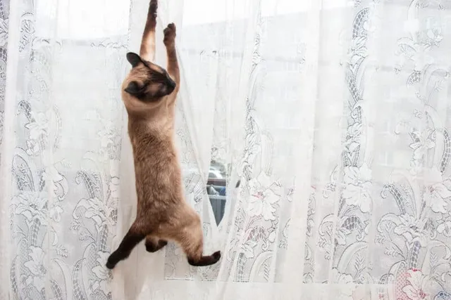 How to Stop Your Cat From Climbing the Curtains: 11 Vet-Reviewed Ways