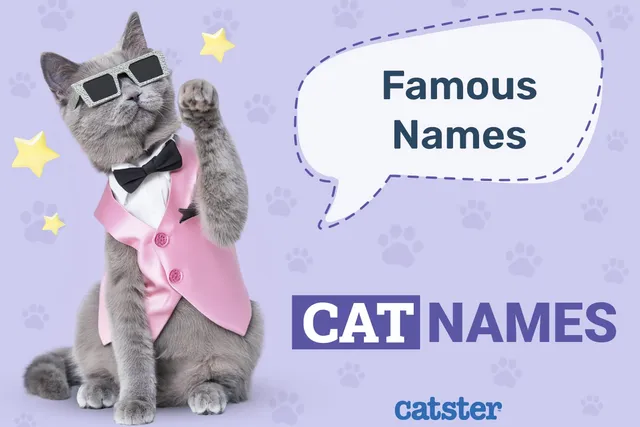 100+ Famous Cat Names: Great Ideas for Your Cool Cat