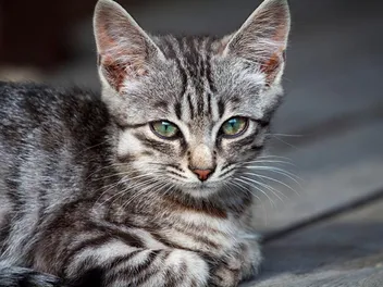 What Causes Lumps on Cats? 6 Possible Causes & What to Do