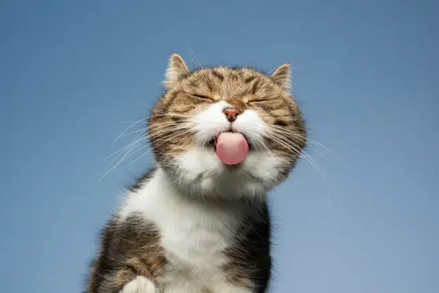7 Vet-Verified Feline Facial Expressions that Kill Me Every Time (With Pictures)