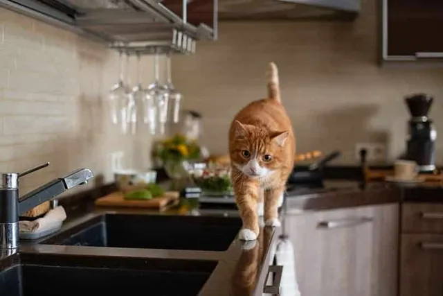 How to Get a Cat to Stop Jumping on Kitchen Counters (7 Proven Methods)