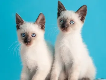 Siamese Kittens for Sale in Arizona: Breeders List 2026