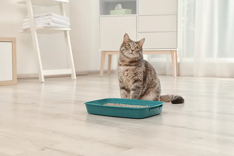 grey cat sitting behind green litter tray