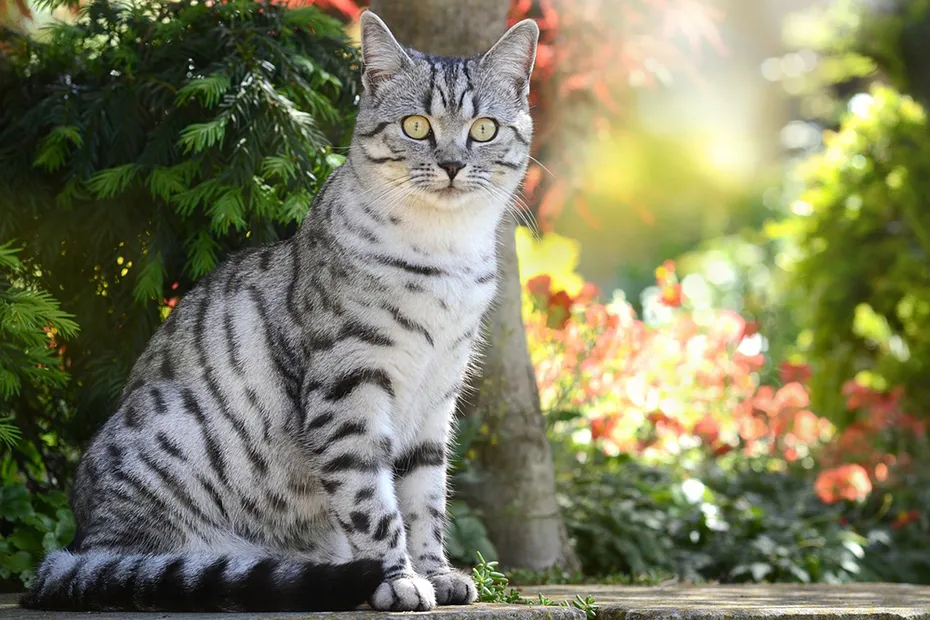 british shorthair cat in the garden