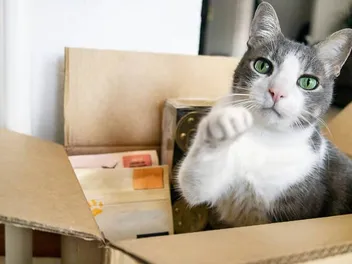 11 Best Cat Affiliate Programs - Reviews & Top Picks of 2026