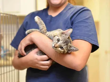 13 Best Cat Charities and Good Causes to Support